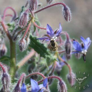 Borage Seeds