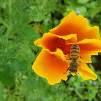 California Poppy