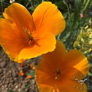 California Poppy