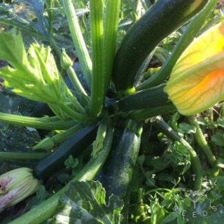 Black Beauty Courgette