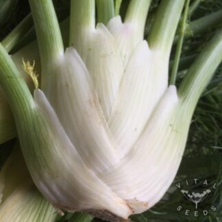 Perfektion Fennel