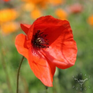 Corn poppy