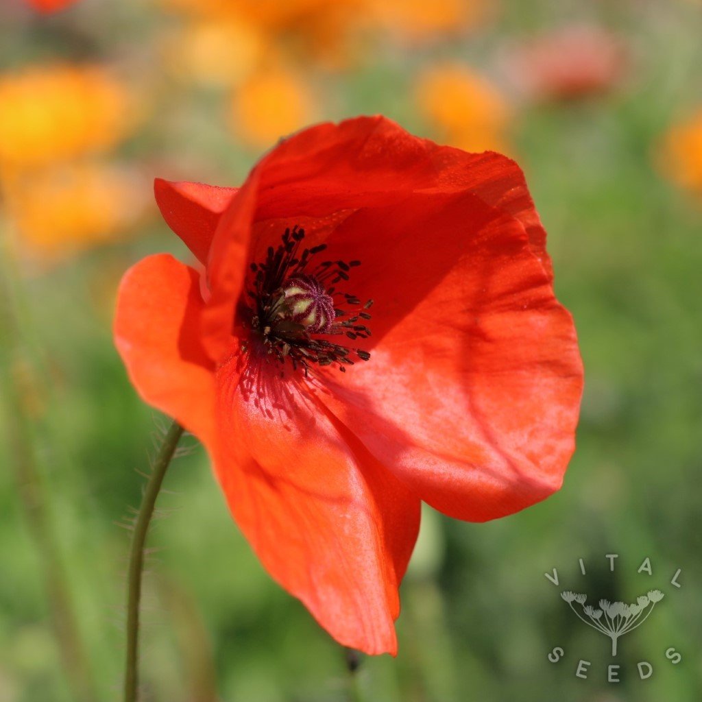 Corn poppy