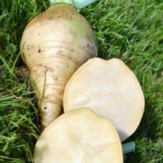 Willhelmsburger Swede