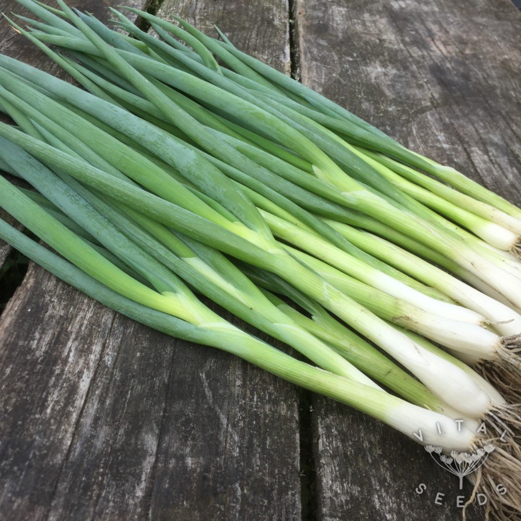 Ischikrona Spring Onion