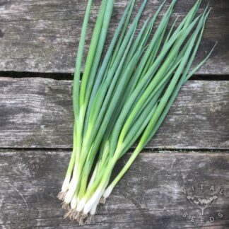 Ischikrona Spring Onion