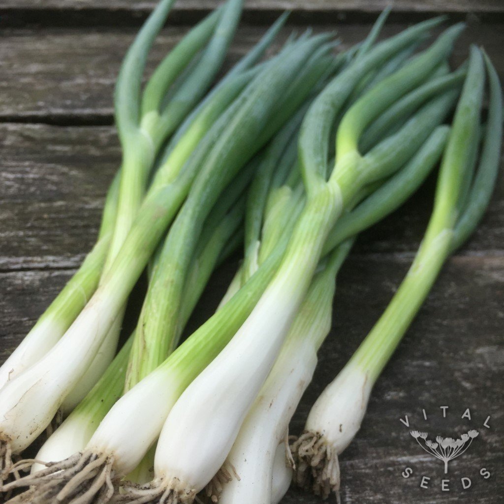 Ischikrona Spring Onion