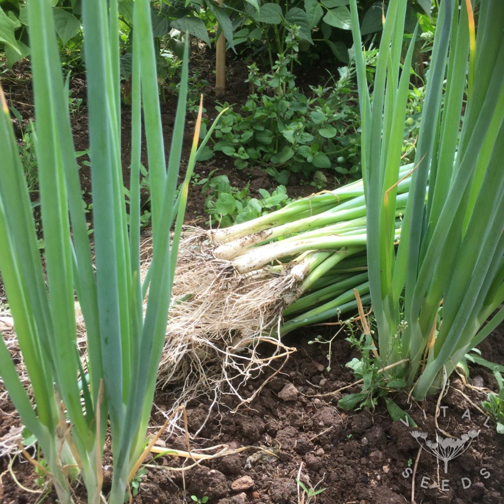 Ischikrona Spring Onion