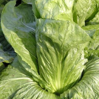 Pain De Sucre Chicory