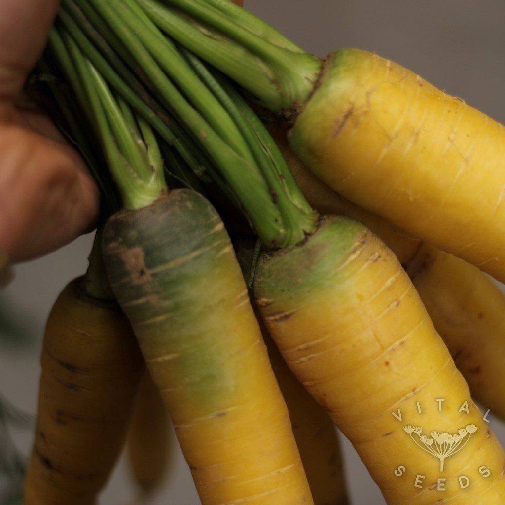 Yellowstone Carrot