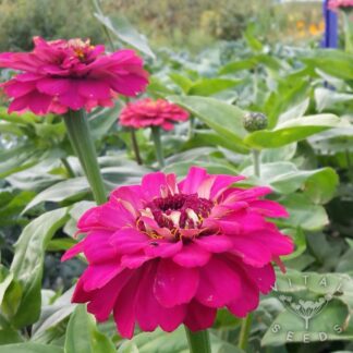 Dwarf Mix Zinnia