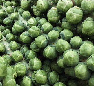 Brussels Sprouts Seeds