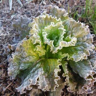 Winter lettuce