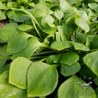 Claytonia