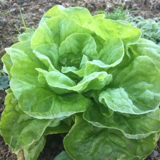 Valdor Winter Lettuce