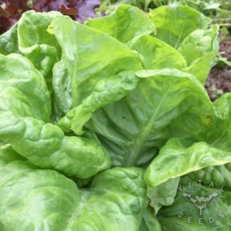 Valdor Winter Lettuce