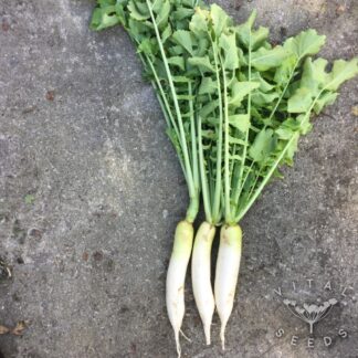 Minowase Daikon Radish
