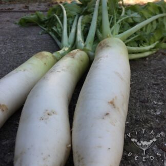 Minowase Daikon Radish