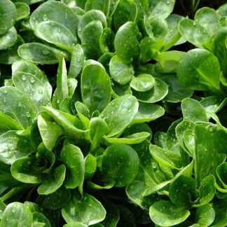 Corn Salad / Lamb's Lettuce Seeds