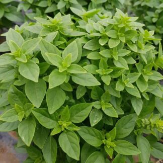 Greek Basil