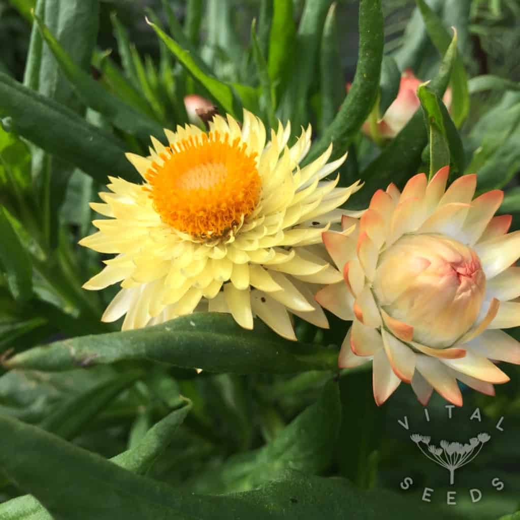 Strawflower Helichrysum