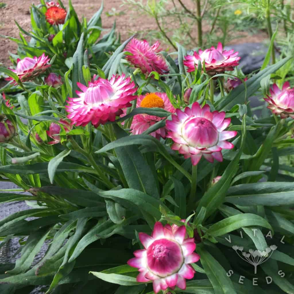Strawflower Helichrysum