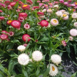 Strawflower Helichrysum