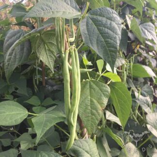 Cobra Climbing French Beans