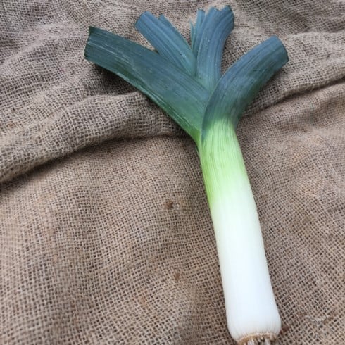 Bandit Leek