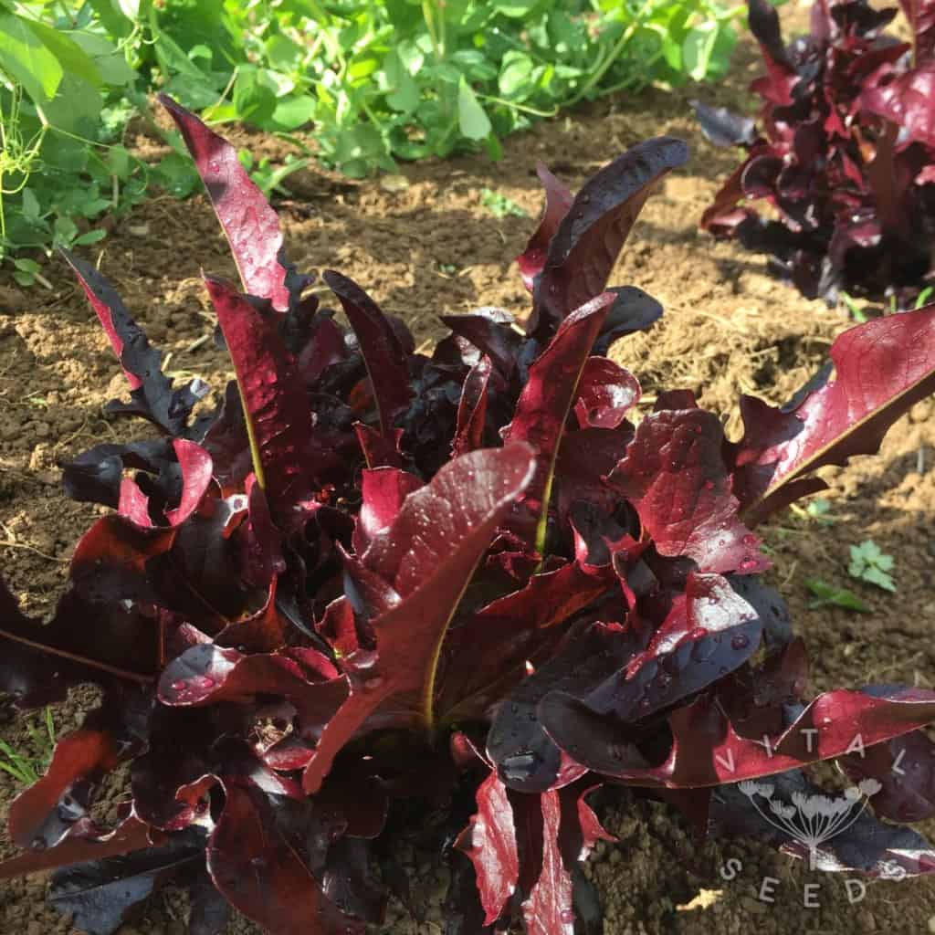 Red Solix Lettuce
