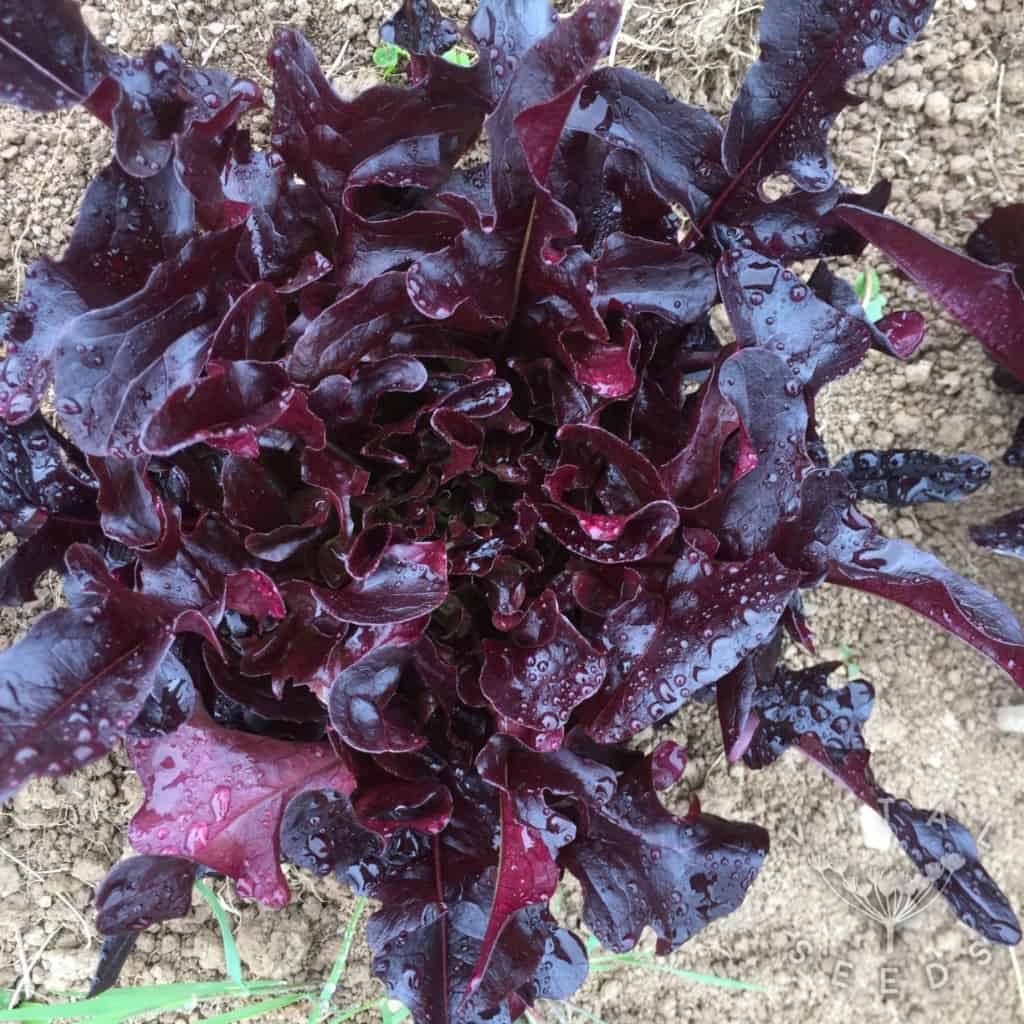 Red Solix Lettuce