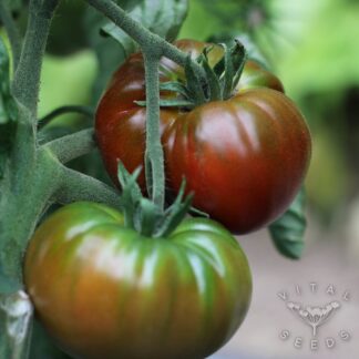 Paul Robeson Tomato