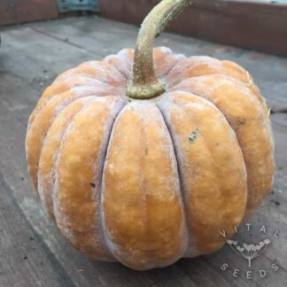 Black Futsu Winter squash