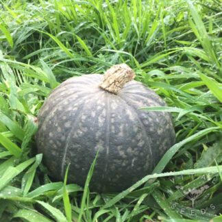 Meruhen Winter squash