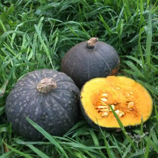 Meruhen Winter squash