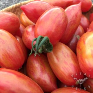Pink Tiger Tomato