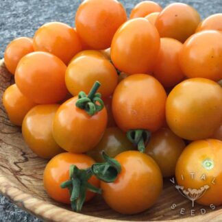 Santiam Sunrise Tomato