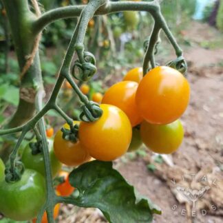 Santiam Sunrise Tomato