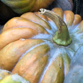 Black Futsu Winter squash