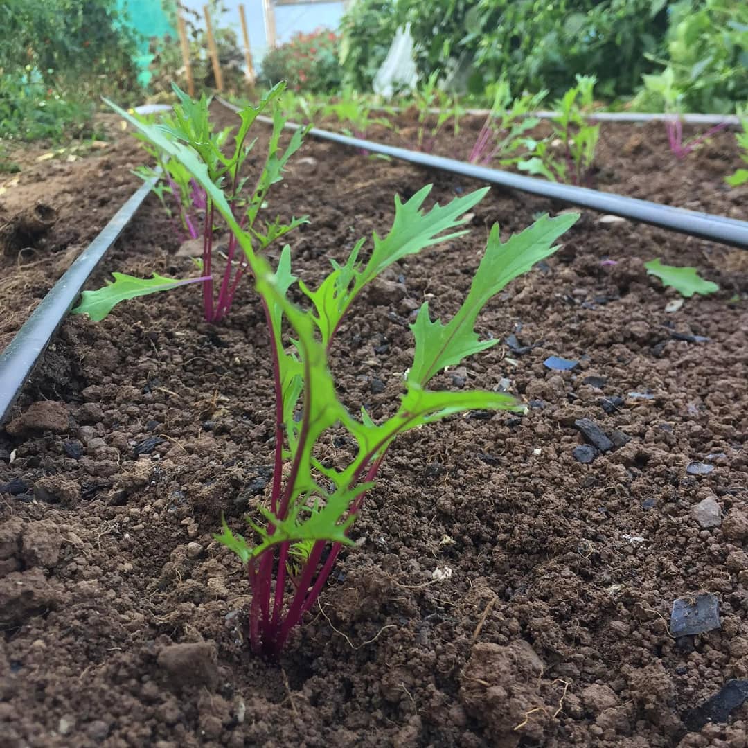 Asian Greens - Mizuna - "Beni Houshi"