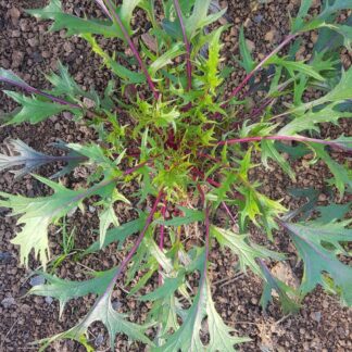 Asian Greens - Mizuna - 