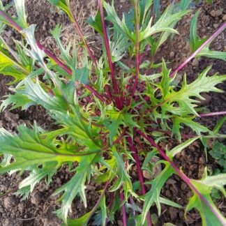 Asian Greens - Mizuna - 