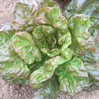 Marvel of Four Seasons Lettuce