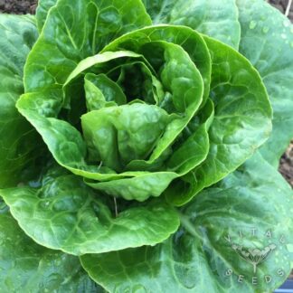 Lettuce Seeds