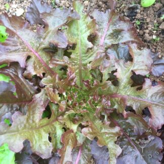 Red Salad Bowl Lettuce