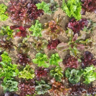 Wild Garden Mix Lettuce
