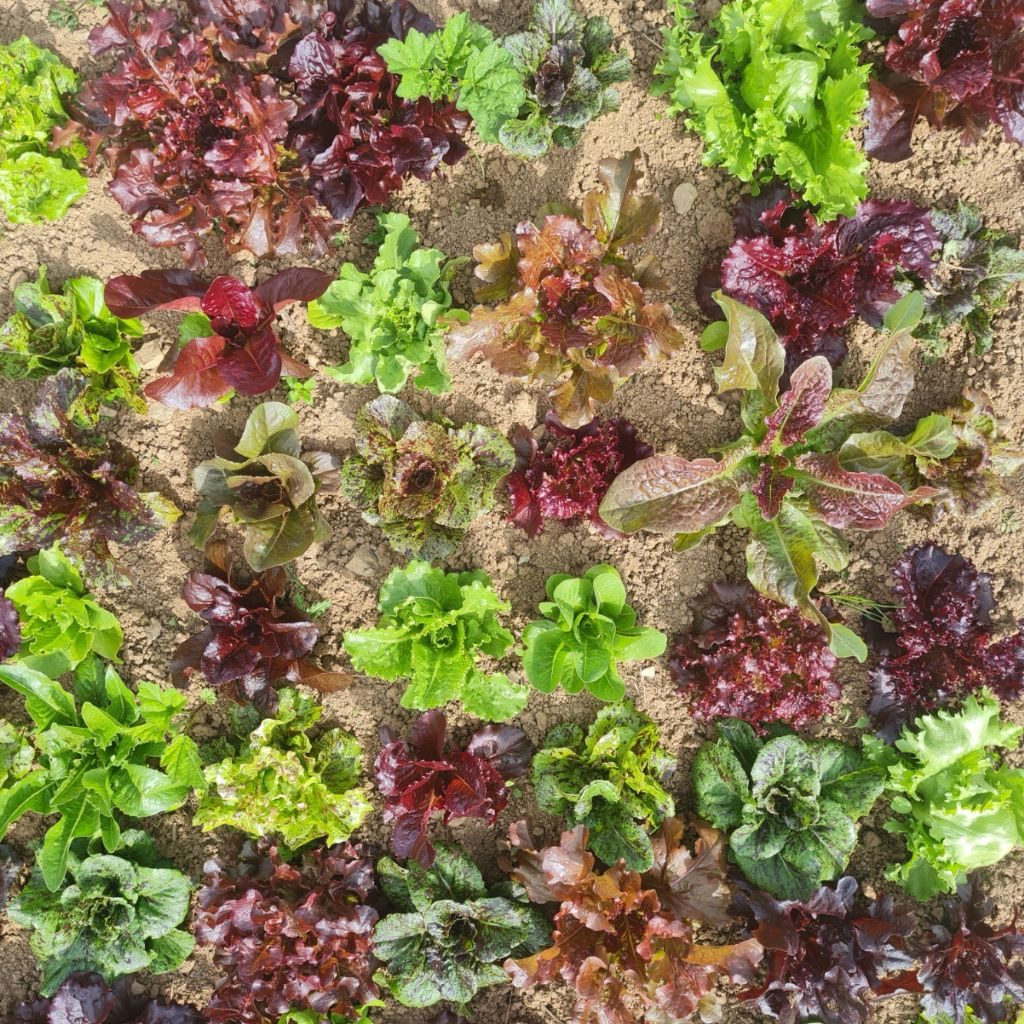 Wild Garden Mix Lettuce