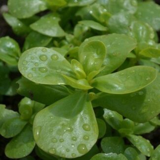 Summer Purslane