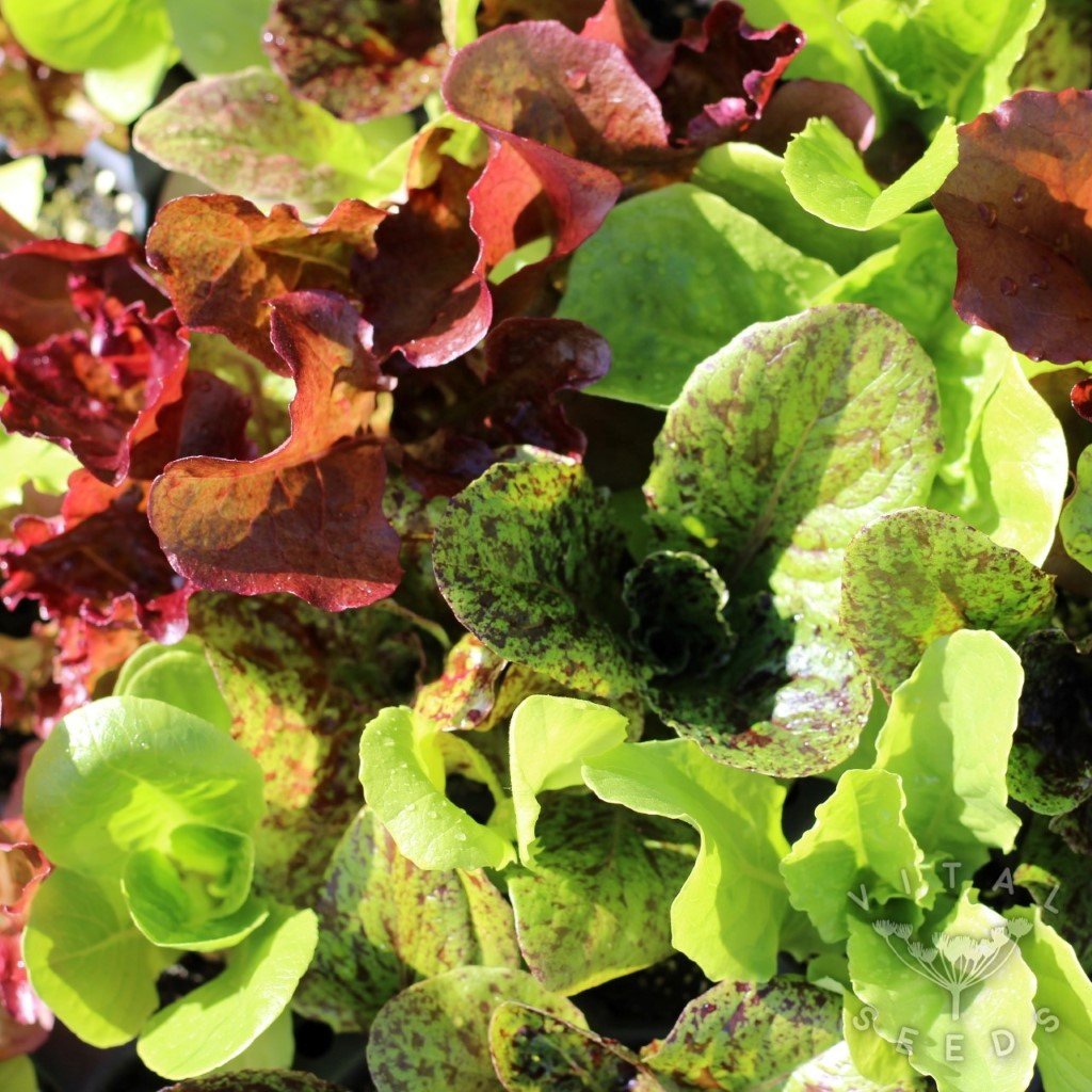 Wild Garden Mix Lettuce