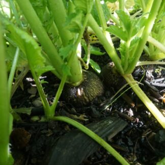 Black Spanish Radish
